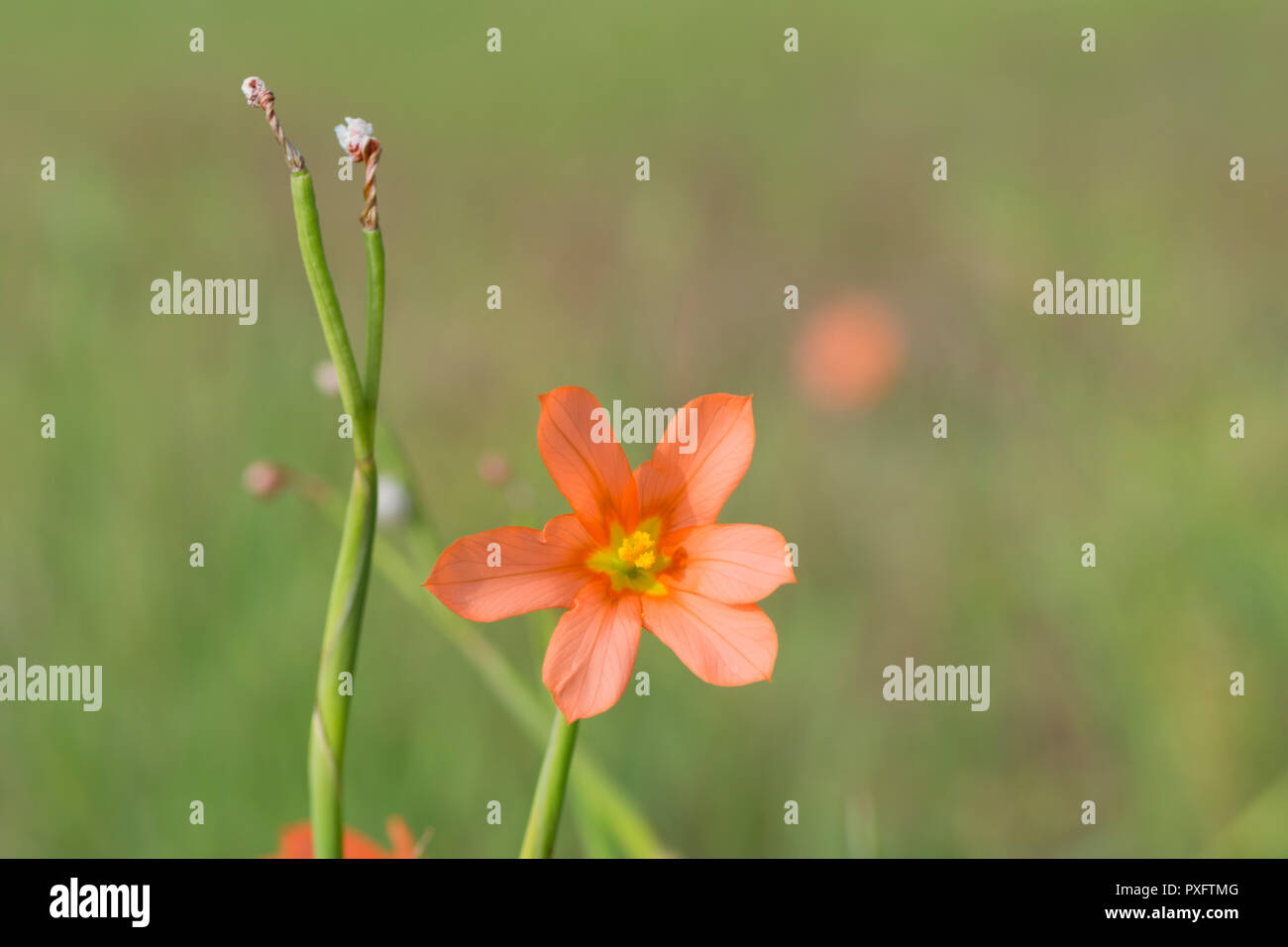 Moraea Faccida, orange und gelbe Blume allgemein bekannt als 1-Blatt Cape Tulip. Heimisch in Südafrika, aber ein Giftiges Unkraut im südlichen Australien. P Stockfoto