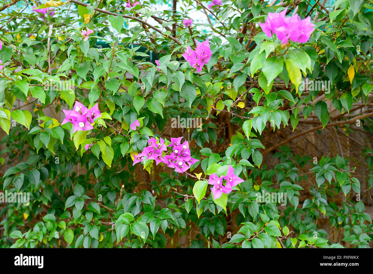 Rosafarbene Bougainvillea Blüten in einem tropischen Garten, Cairns, Far North Queensland, FNQ, QLD, Australien Stockfoto