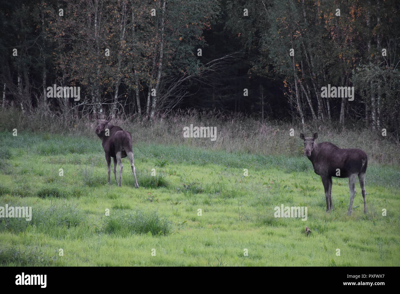 Norwegen, Südnorwegen, Schweden, Elch, Elche, Elchfamilie, Hirsch, Skandinavien, Trughirsch, Stirnwaffenträger, Geweih, Abend, Dämmerung, Futter, fiel Stockfoto