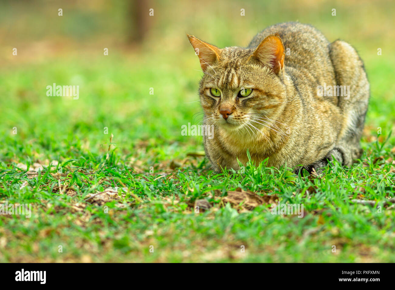 Afrikanische Wildkatze, Felis libyca, stehend in der grünen Wiese. Wilde Katzen in der Natur Lebensraum im Freien in Südafrika. Kopieren Sie Platz. Stockfoto