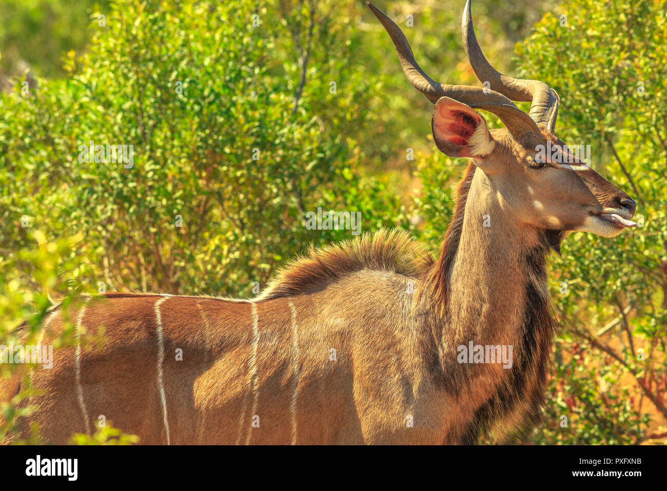 Männliche Kudus, eine antilopenarten im Buschland, Krüger Nationalpark, Südafrika. Nahaufnahme von der Seite. Game Drive Safari. Stockfoto