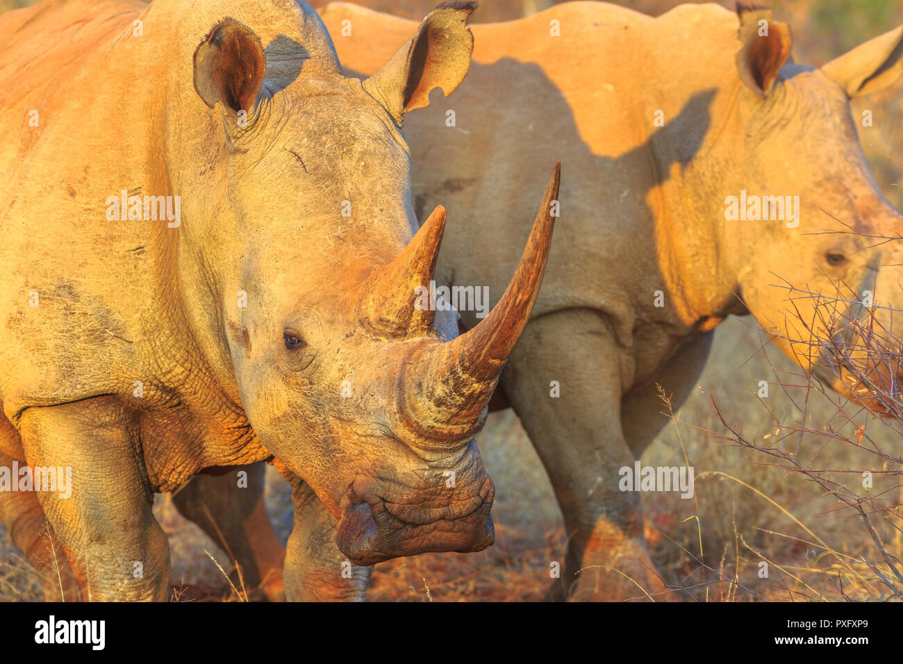 Detail Aus Dem Horn Eines Weissen Nashorner Rhinocerotidae Auch Als Tarnung Nashorn Bei Sonnenuntergang Licht Stehend In Buschland Lebensraum Sudafrika Die Rhinos Ist Teil Der Big Five Stockfotografie Alamy