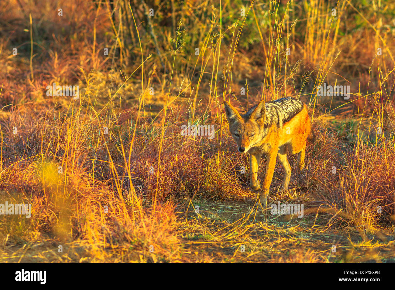 Die Black-Backed Schakal gehen auf das Buschland von Pilanesberg Nationalpark, Südafrika bei Sonnenuntergang. Die Afrikanische Schakal, Canis mesomelas, ist ein canid. Stockfoto