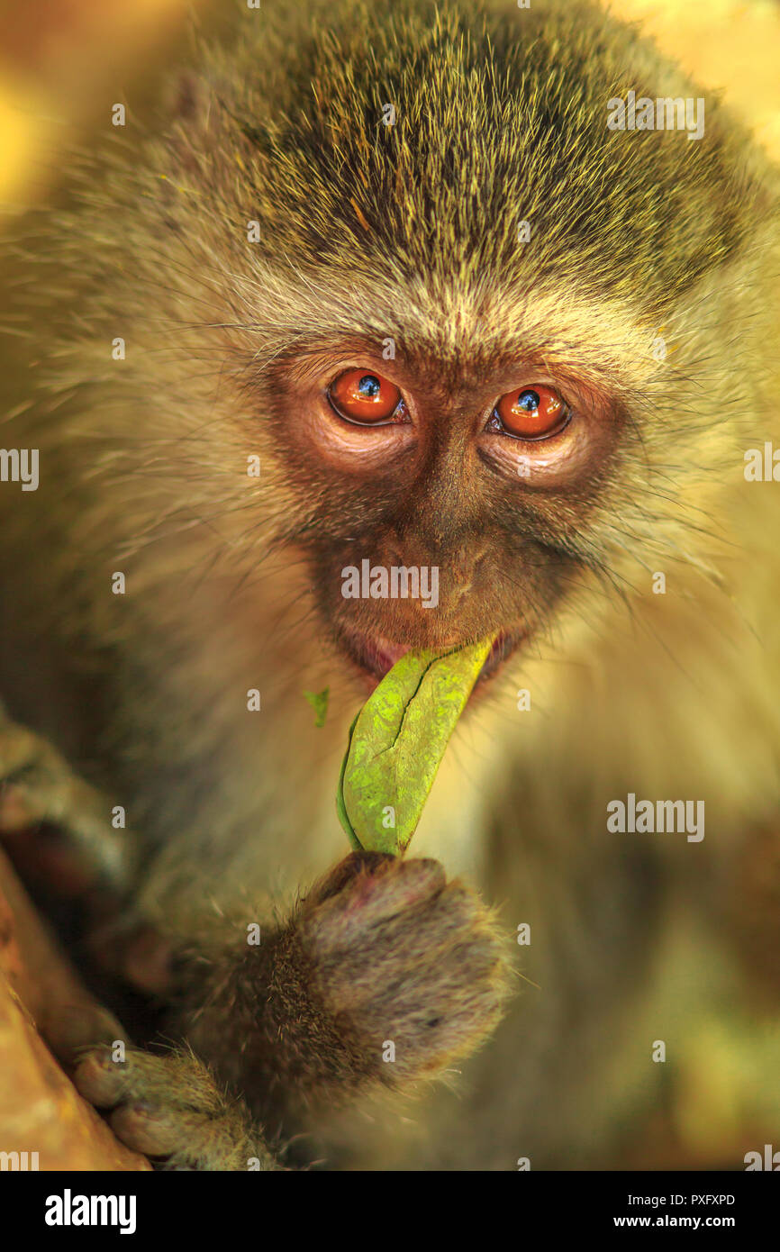 Portrait von Meerkatze, Chlorocebus pygerythrus, ein Affe der Familie Fußball oder Handball beim Essen. Krüger Nationalpark, Südafrika. Vertikale erschossen. Vorderansicht. Stockfoto