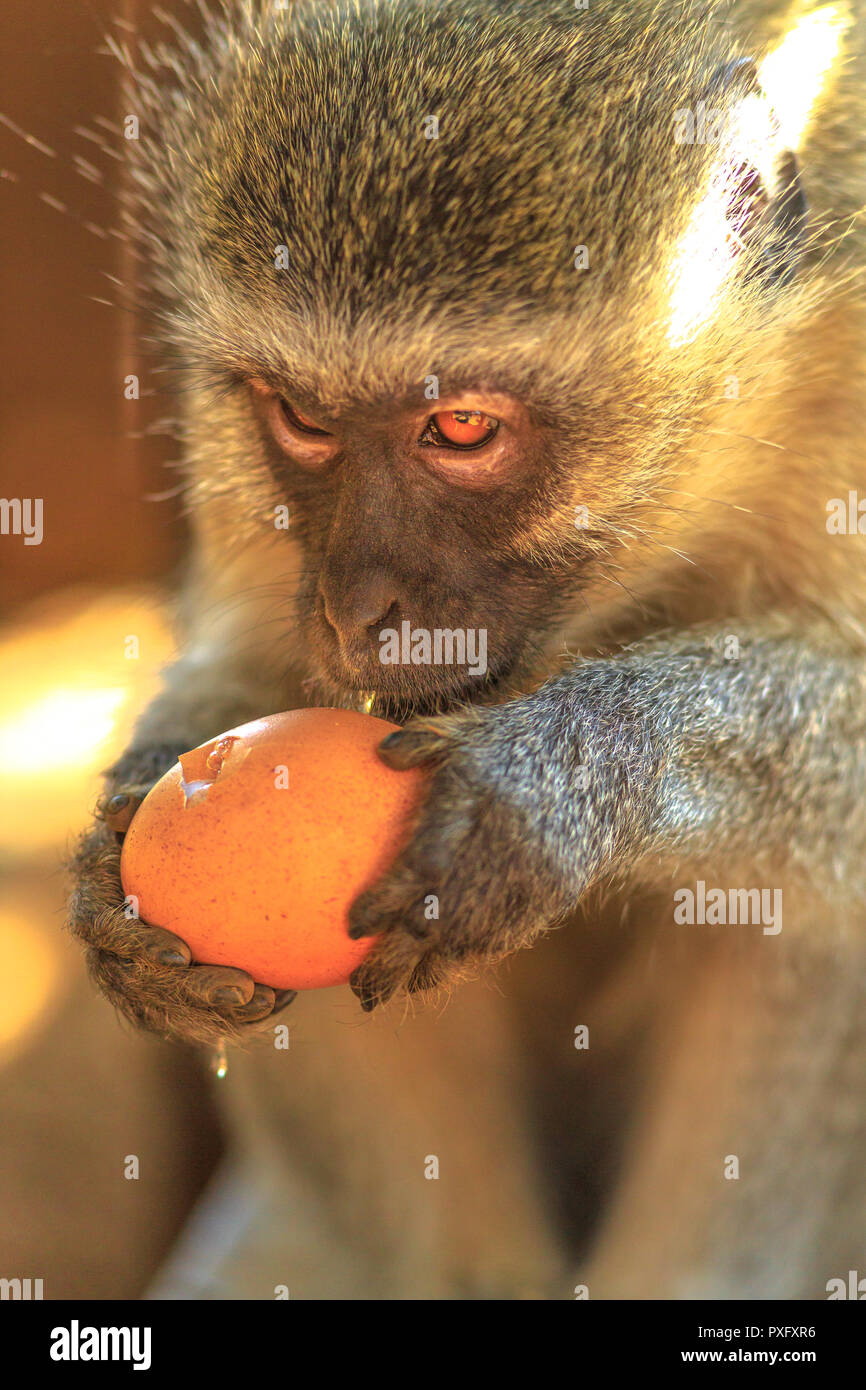 Portrait von Meerkatze, Chlorocebus pygerythrus, ein Affe der Familie Fußball oder Handball in Afrika während des Essens ein Ei. Krüger Nationalpark, Südafrika. Vertikale erschossen. Unscharfer Hintergrund. Stockfoto