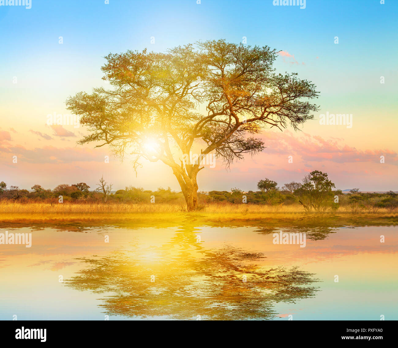 Afrikanischen Baum bei Sonnenaufgang auf einem Teich wider. Serengeti Wildlife Area in Tansania, Ostafrika. Afrika Safari Szene in der Savanne Landschaft. Stockfoto