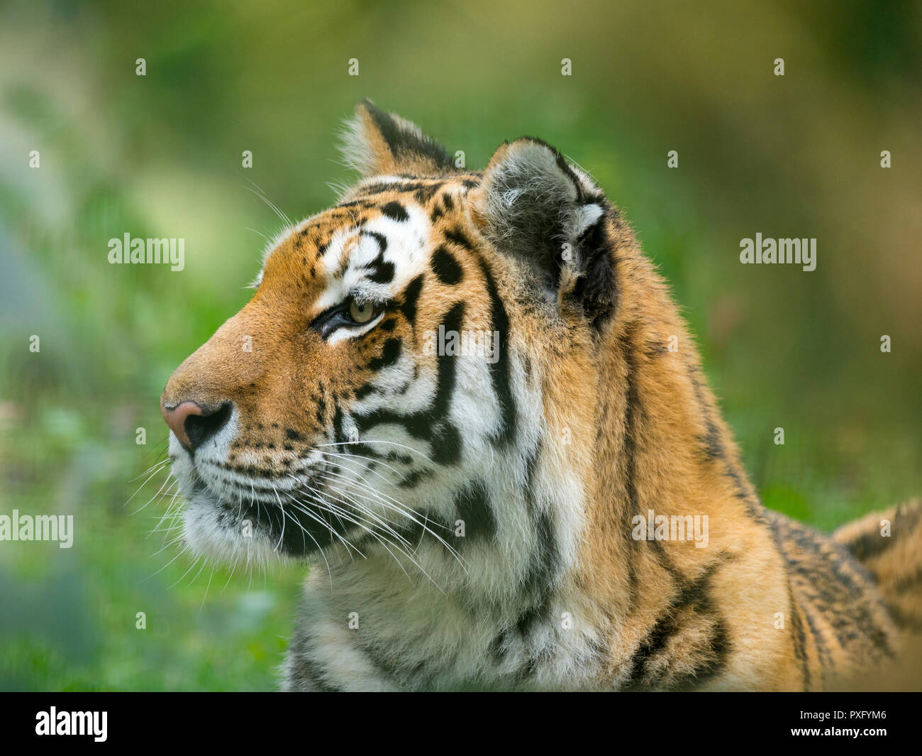 Sibirischer Tiger Panthera tigris tigris oder Amur Tiger Stockfoto
