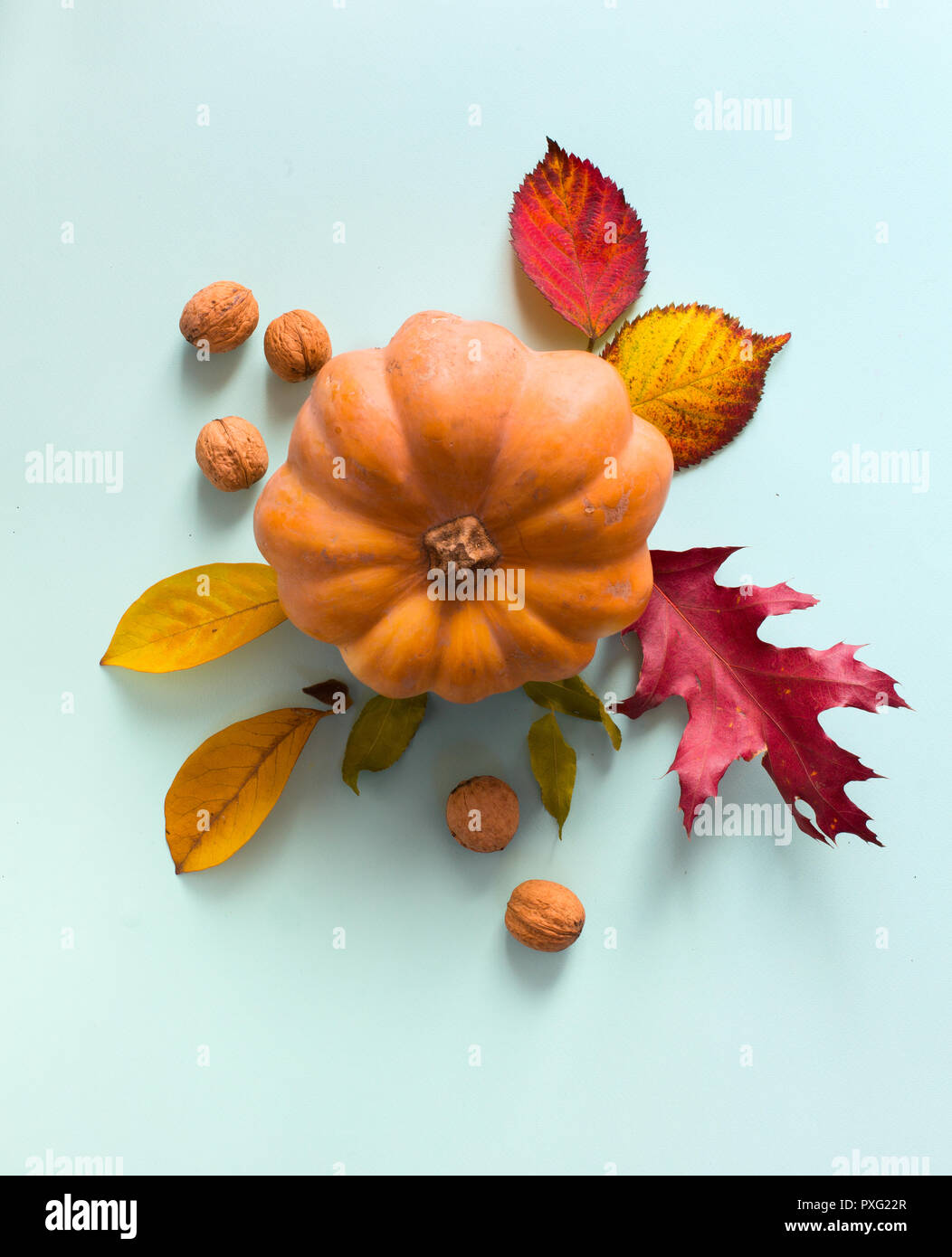 Kürbis und Blätter im Herbst; Thanksgiving kunst hintergrund Stockfoto