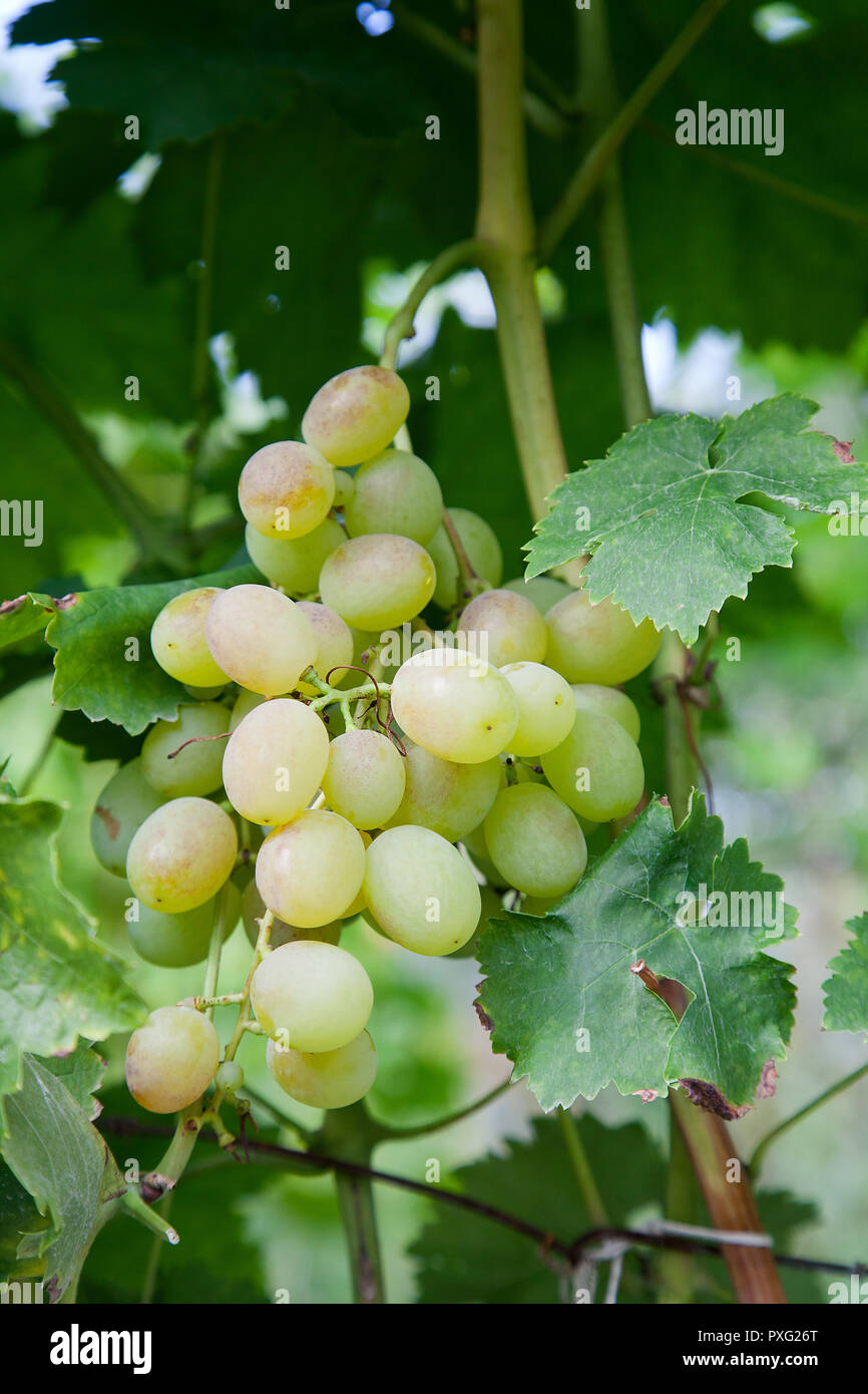 Grüne und gelbe Beeren der Trauben am Ast mit Blätter im Weinberg im Herbst. Frische reife saftige Trauben Rip auf Zweige im Weinberg. Stockfoto