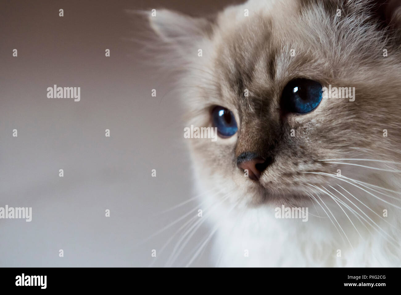 7/8-head-shot eines Birman Rassekatze Stockfoto