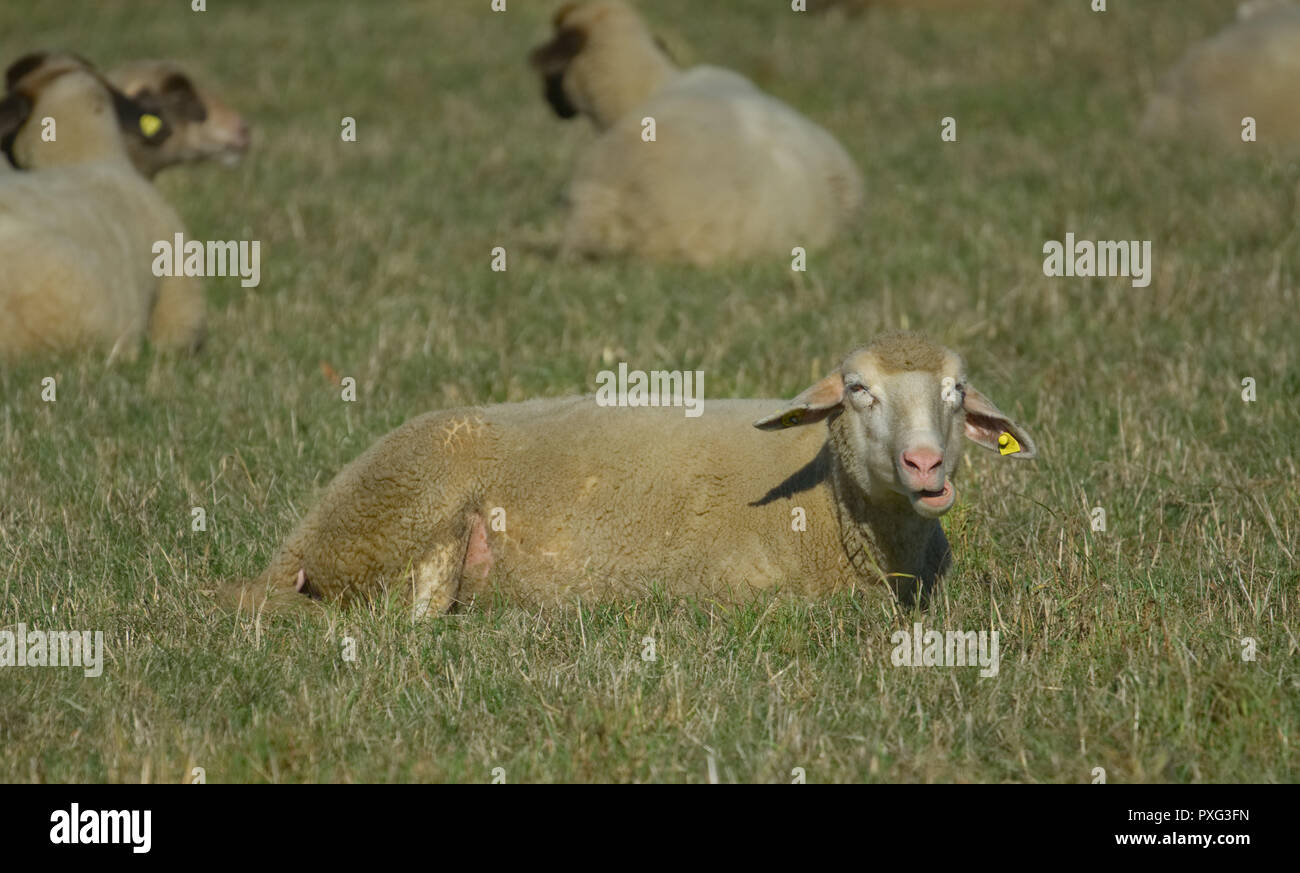 Schafe auf der Weide - Schafe auf dem Grün Stockfoto