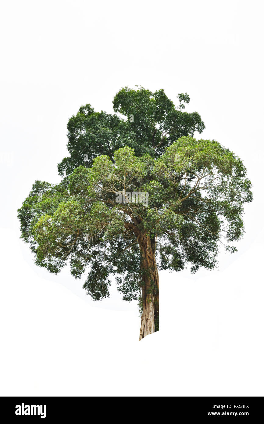 Mehrjährige Pflanze isolieren auf weißem Hintergrund, tropischen Baum mit braunem Stamm und Green Bush Stockfoto