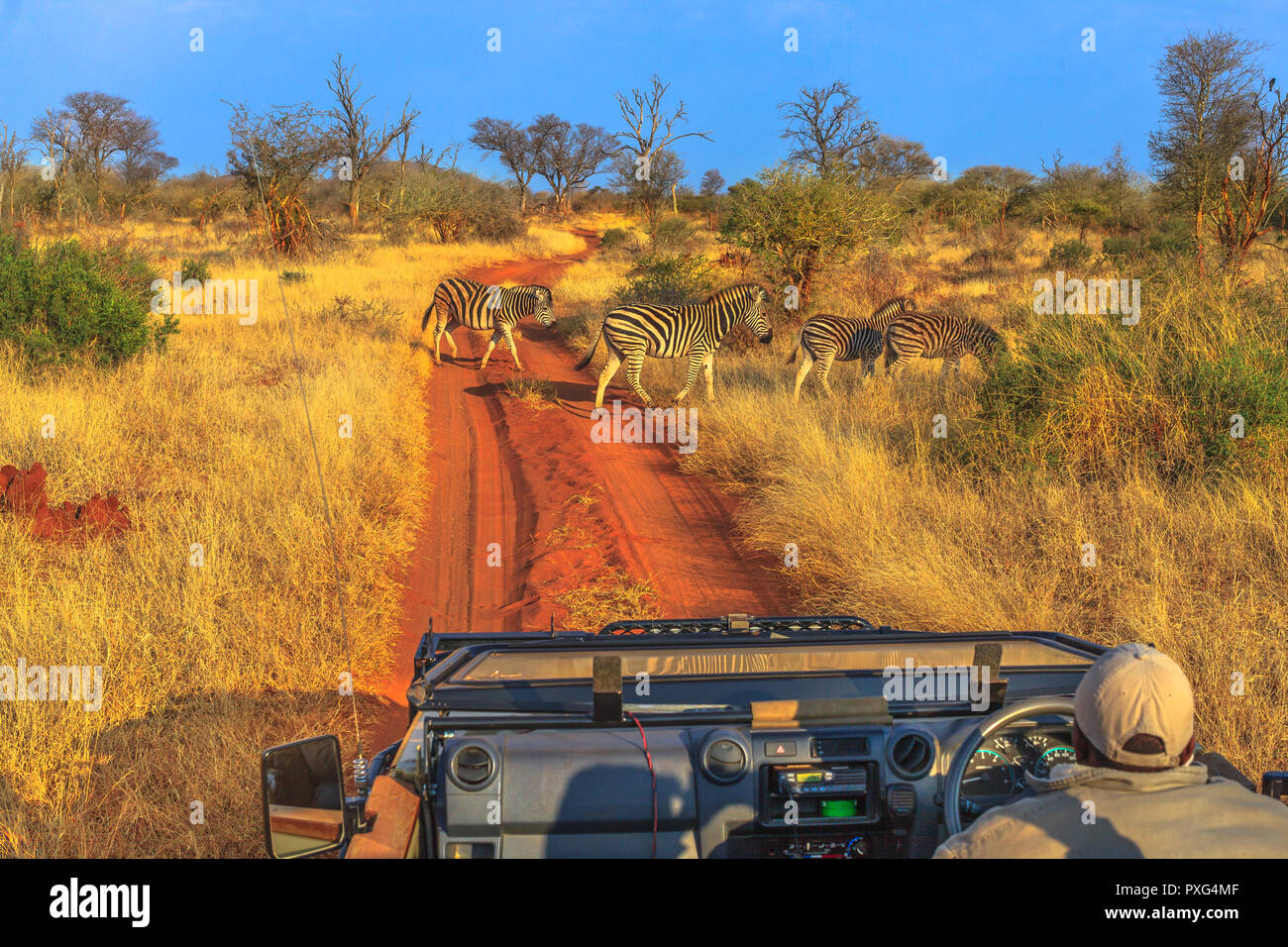 Gruppe der Zebras ein roter Sand Straße während einem game drive Safari Kreuz. Madikwe Savannenlandschaft in Südafrika. Das Zebra gehört zu dem Pferd Familie und zeichnen sich durch die einzigartige schwarze Streifen. Stockfoto