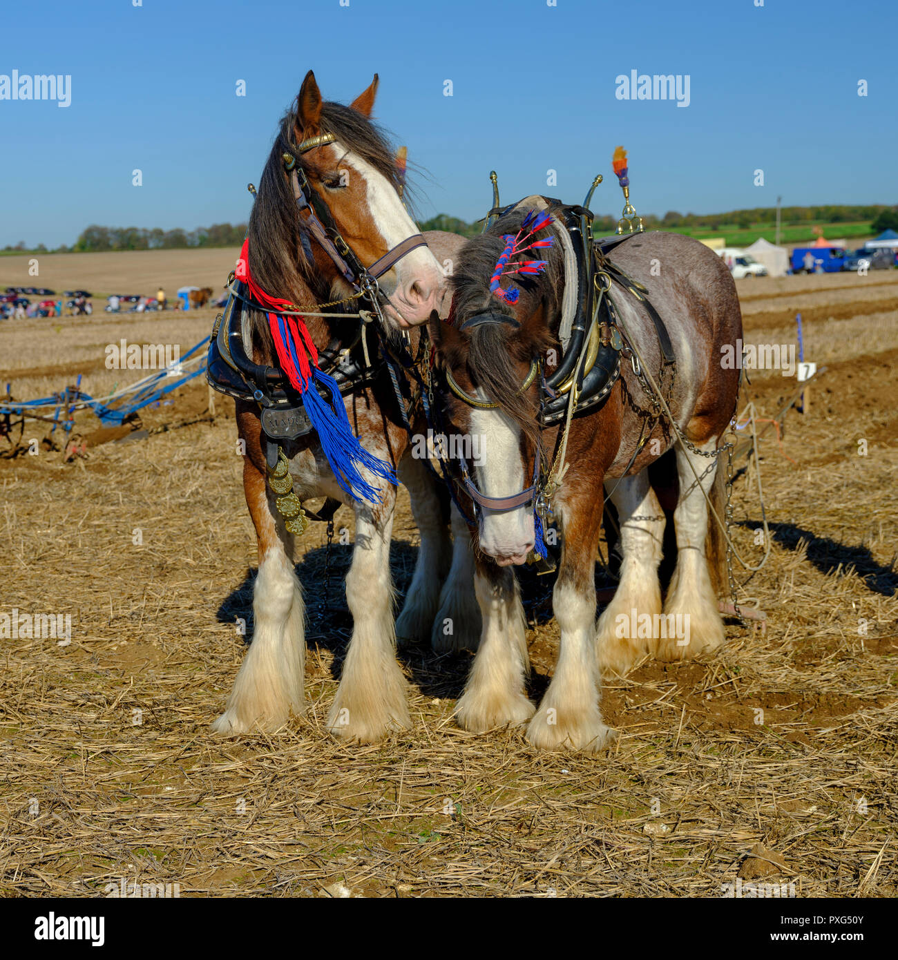 Schwere Pferde Pflügen Wettbewerb auf der SCHHA - Südküste Heavy Horse Association - Annual Show in der Nähe von Soberton 2018, Hampshire, Großbritannien Stockfoto