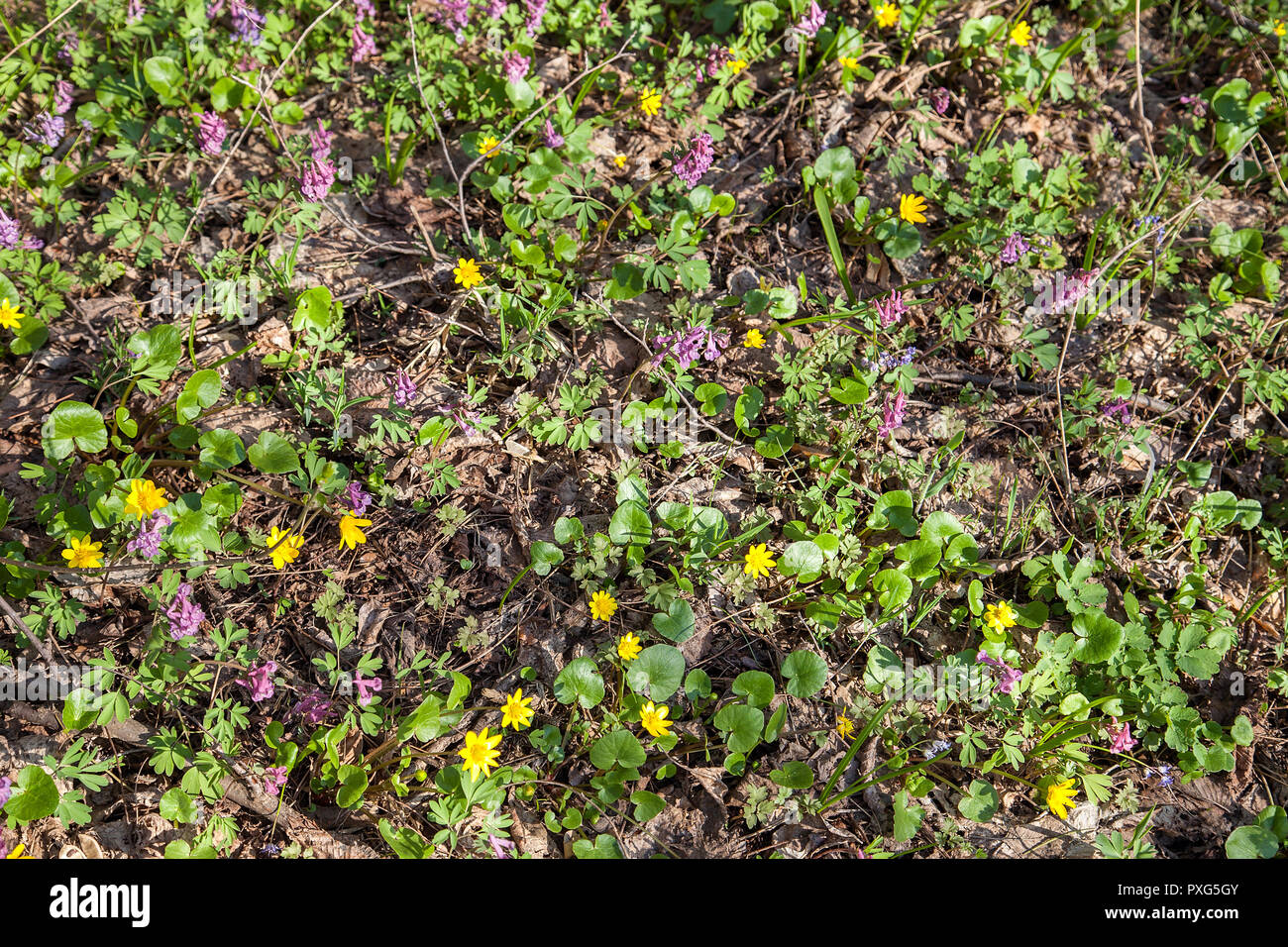 Allgemeine Ansicht blühende Pflanze von Corydalis solida und  Sumpfdotterblume (Caltha palustris) blühen im Frühjahr Wald. Klein, gelb  und lila Blumen Stockfotografie - Alamy
