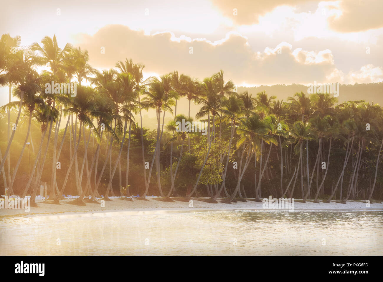 Sunset Beach mit hohen Palmen Stockfoto