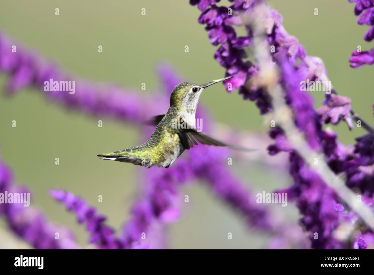 Ein Anna hummingbird Fütterung auf Nektar aus einer mexikanischen Bush Salbei Pflanze an der Audubon Canyon Ranch erhalten in Marin County, CA. Stockfoto