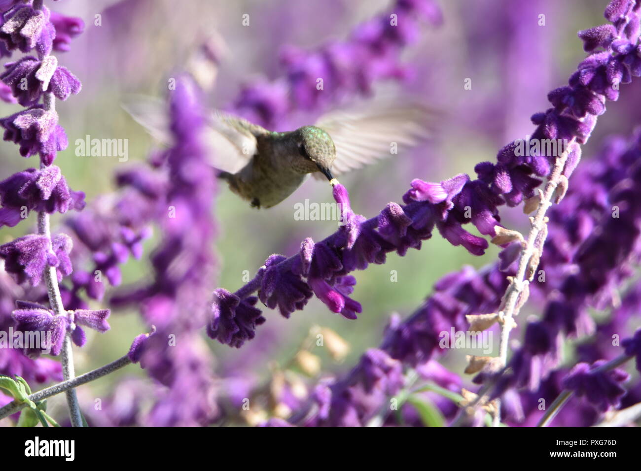 Ein Anna hummingbird Fütterung auf Nektar aus einer mexikanischen Bush Salbei Pflanze an der Audubon Canyon Ranch erhalten in Marin County, CA. Stockfoto