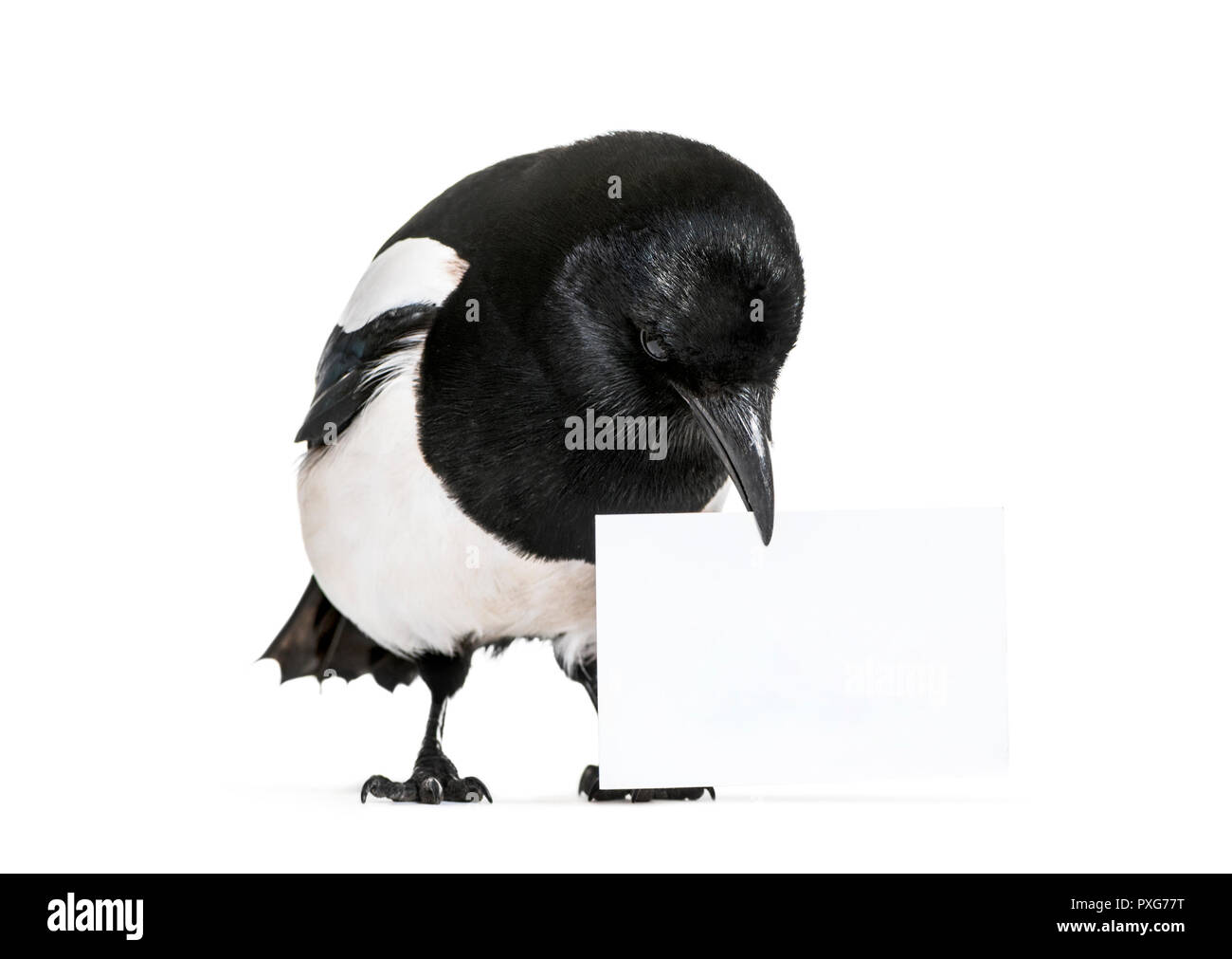 Gemeinsame Elster, Pica Pica, Holding eine leere Karte, vor weißem Hintergrund Stockfoto