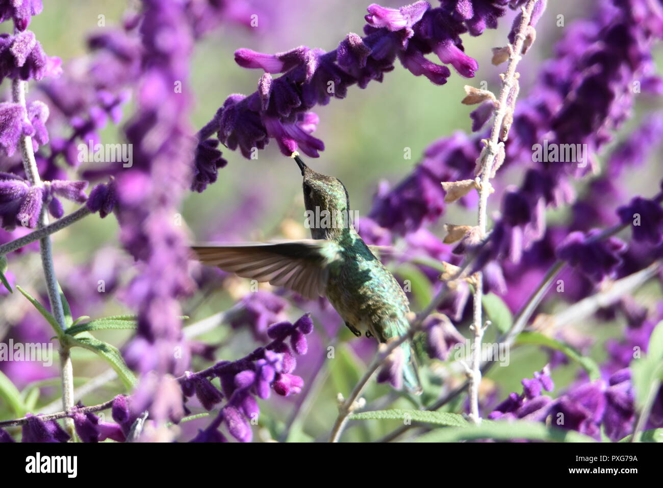 Ein Anna hummingbird Fütterung auf Nektar aus einer mexikanischen Bush Salbei Pflanze an der Audubon Canyon Ranch erhalten in Marin County, CA. Stockfoto