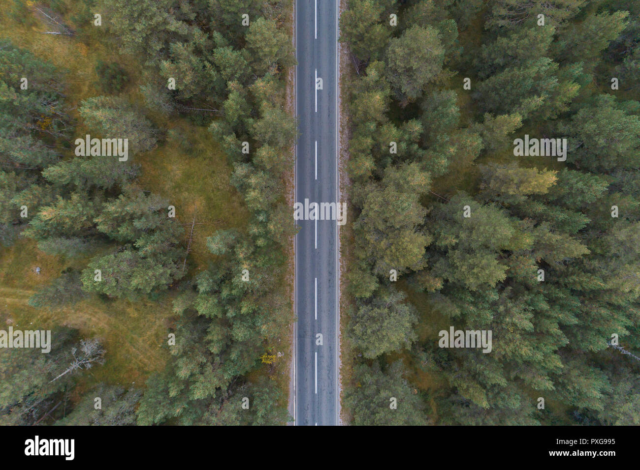Leere Straße durch den Kiefernwald Luftaufnahme Stockfoto