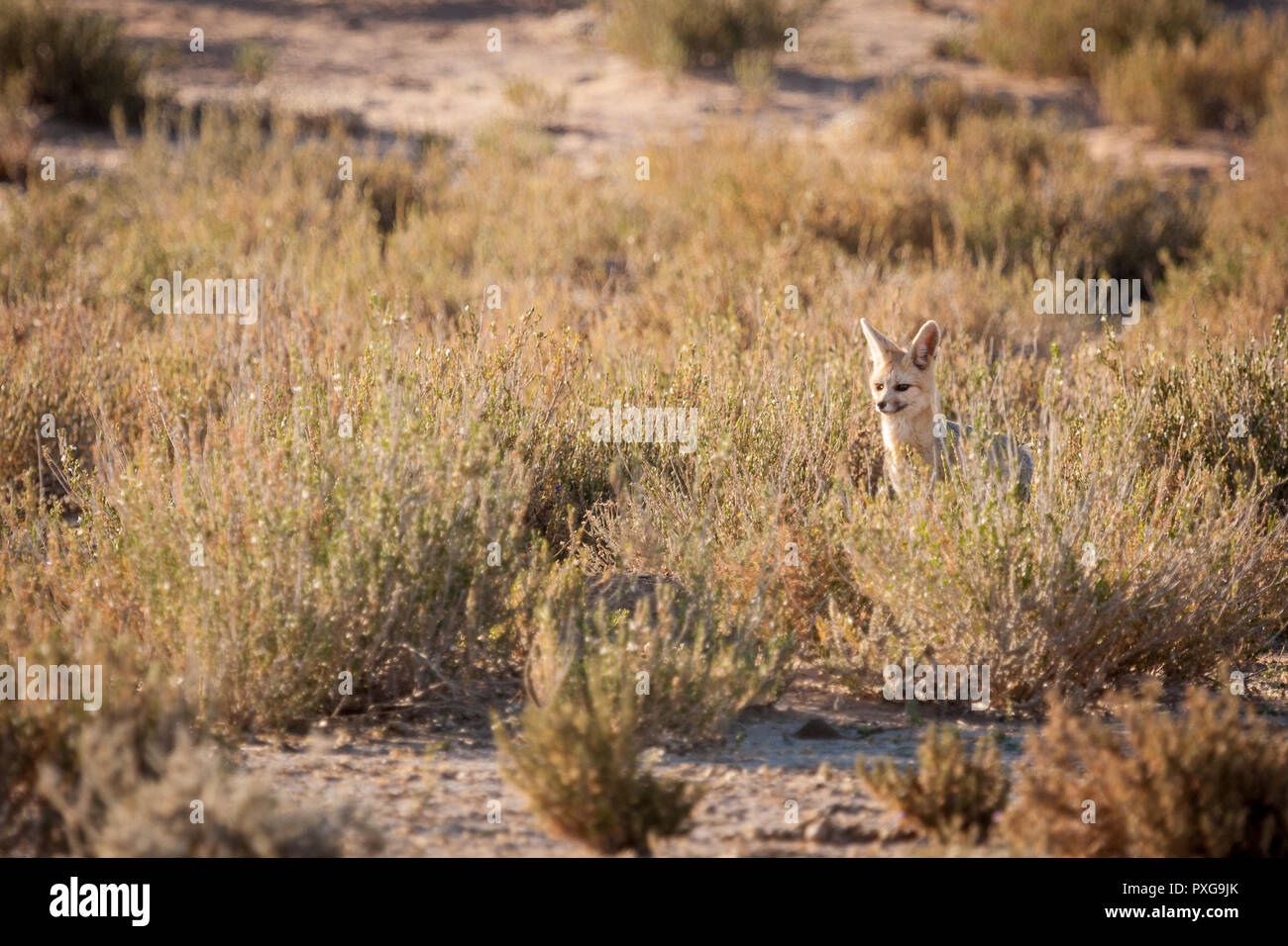 Cape Fox Erwärmung durch das Sitzen in der Sonne außerhalb der Höhle Stockfoto