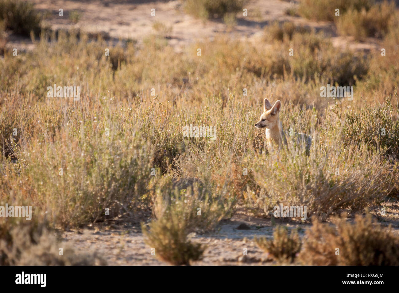 Nach Cape Fox sitzen außerhalb von den Wachen für potentielle Raubtiere. Stockfoto