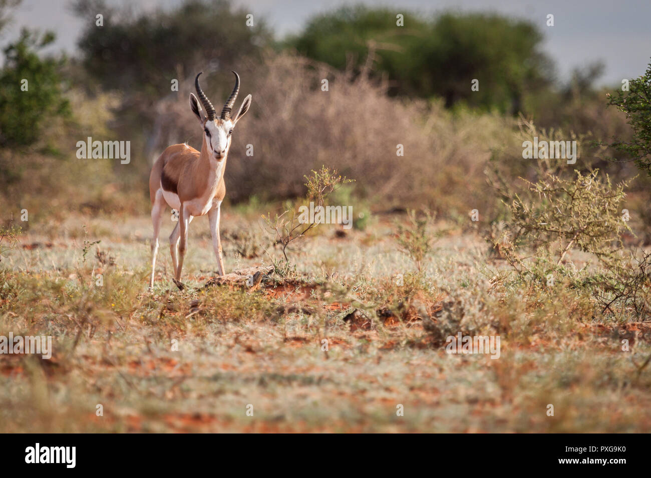 Springbock Widder am Photographen aus Augenhöhe Perspektive starrte. Stockfoto