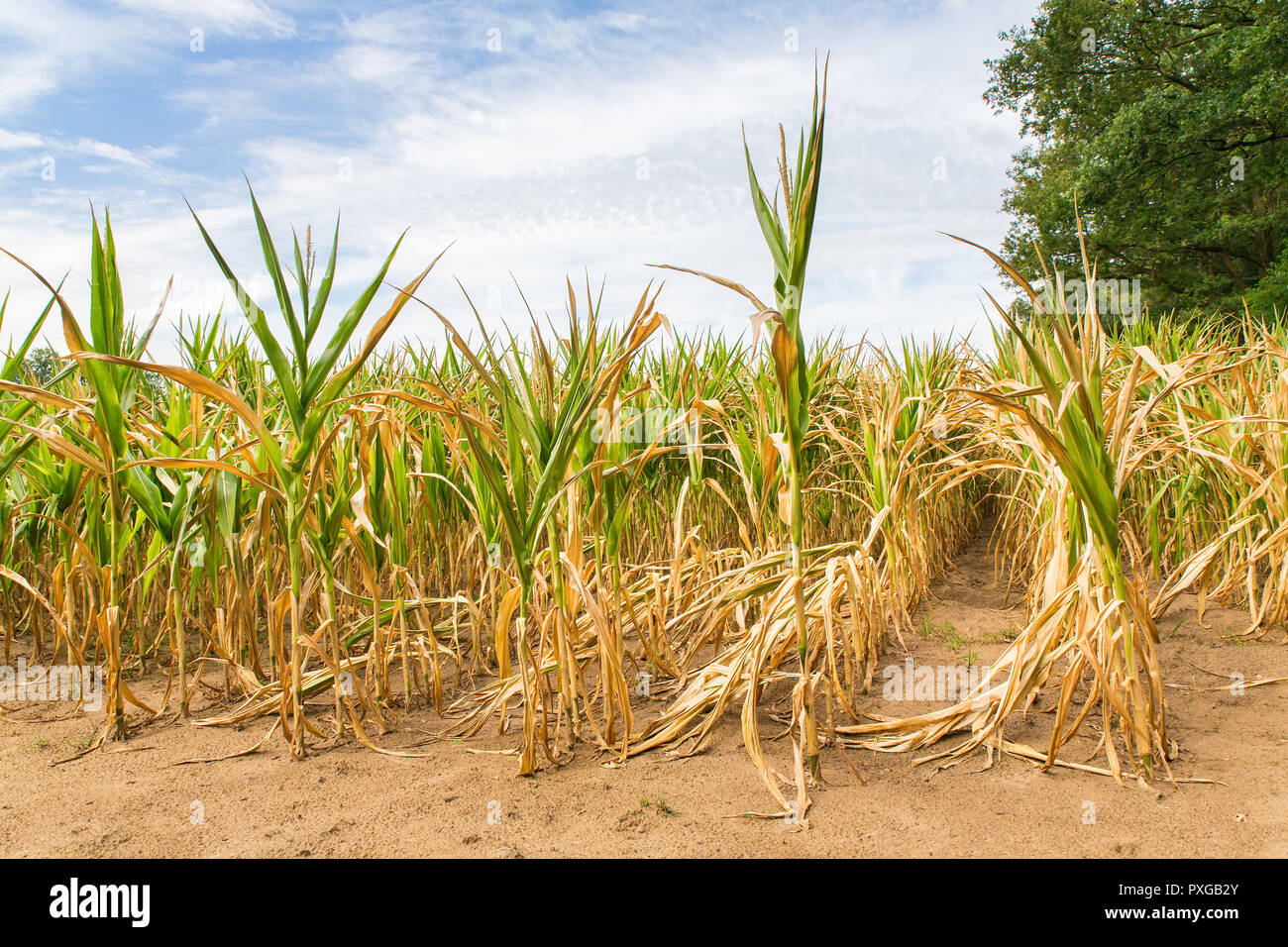 Landwirtschaftliche Schäden Dürre in Mais Pflanzen, Trocknen in der Sonne Stockfoto