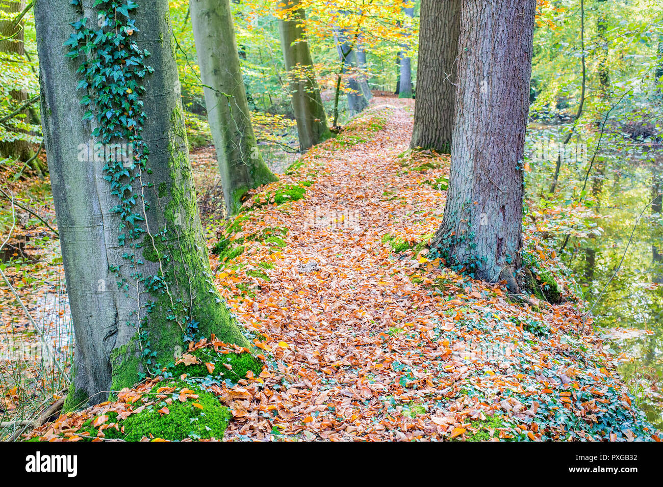 Herbst mit Buche und Eiche Baumstämmen entlang dem Wasser im Wald Stockfoto