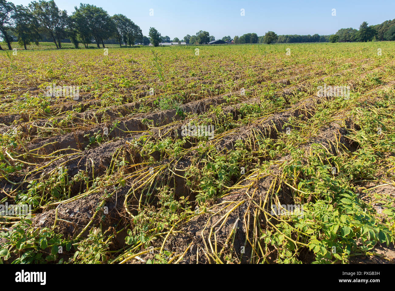 Getrocknete Kartoffeln Pflanzen auf niederländisch Feld in trockenen Sommer Stockfoto