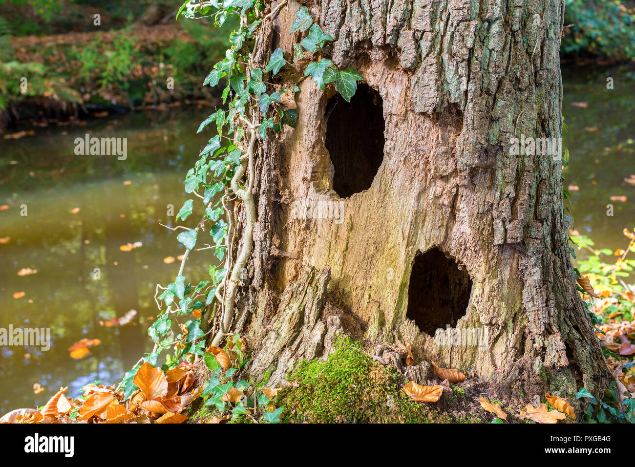 Hohle Eiche Baum mit zwei Löchern steht neben Wasser im Wald Stockfoto