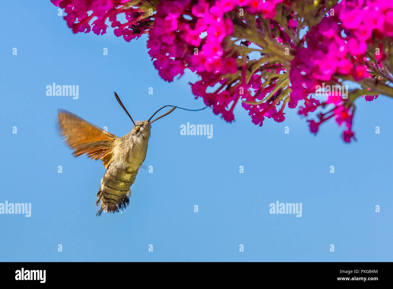 Kolibri Nektar essen von Blume Schmetterling der Schmetterling Bush mit blauem Himmel Stockfoto