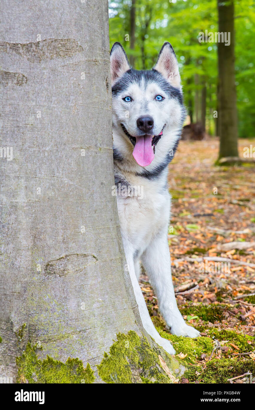 Husky Hund schaut hinter Beech Tree Trunk im Wald Stockfoto