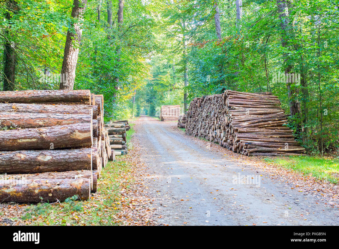 Straße im Wald mit Stapeln von Holzstämmen auf beiden Seiten Stockfoto