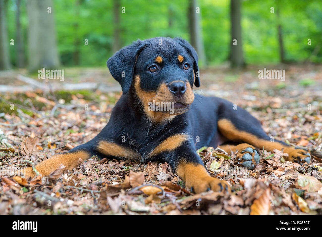 Junge rottweiler Hund liegend auf Buche Wald boden Stockfoto