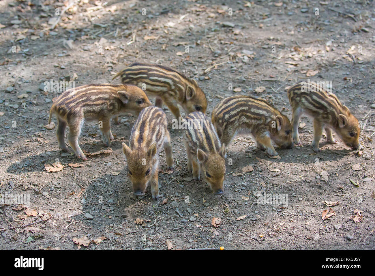 Sechs junge Wildschweine sind auf der Suche nach Nahrung auf dem Boden Stockfoto