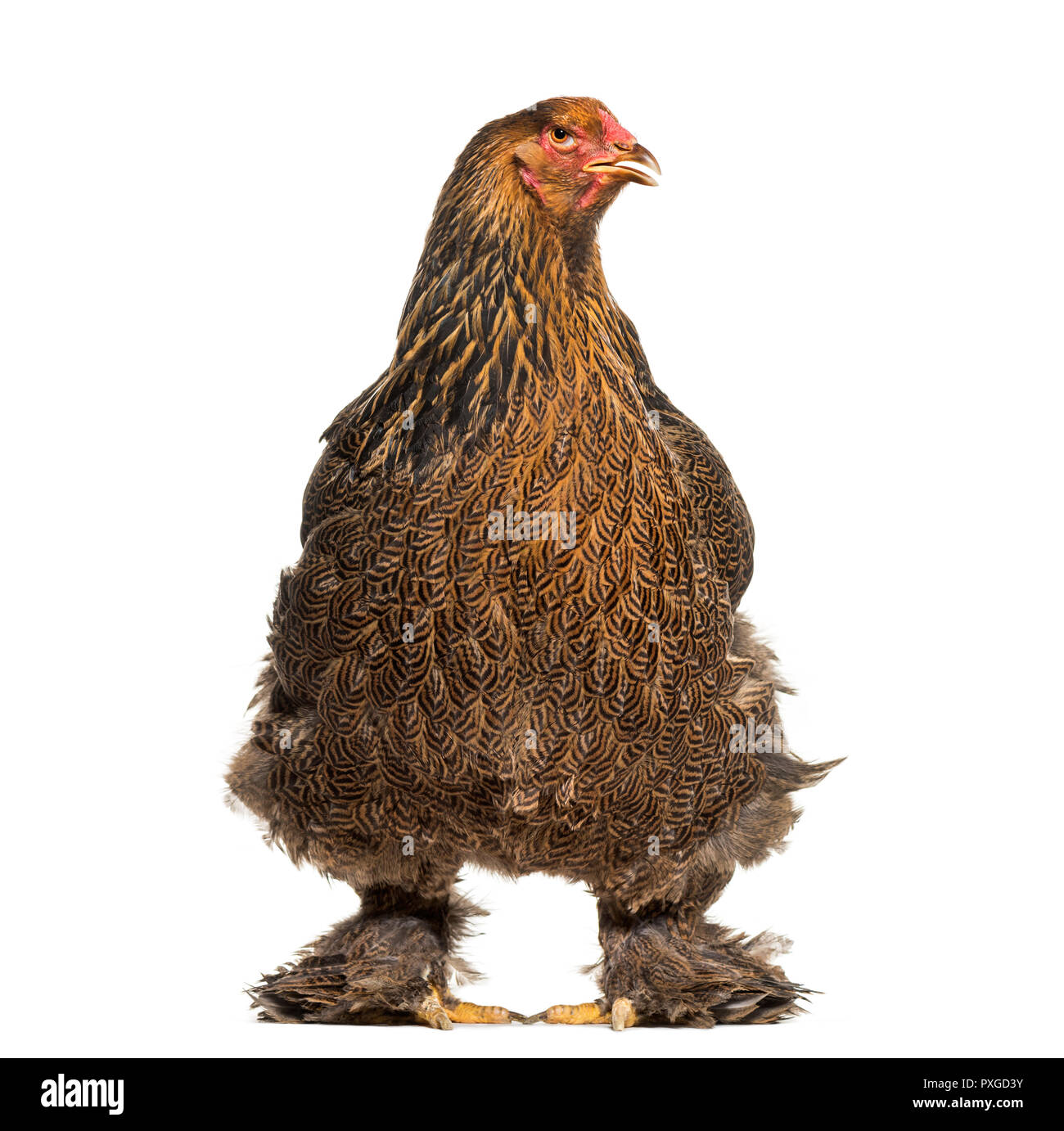 Brahma Huhn, stehend vor weißem Hintergrund Stockfoto