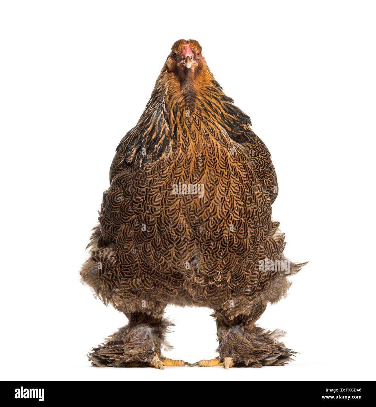 Brahma Huhn, stehend vor weißem Hintergrund Stockfoto