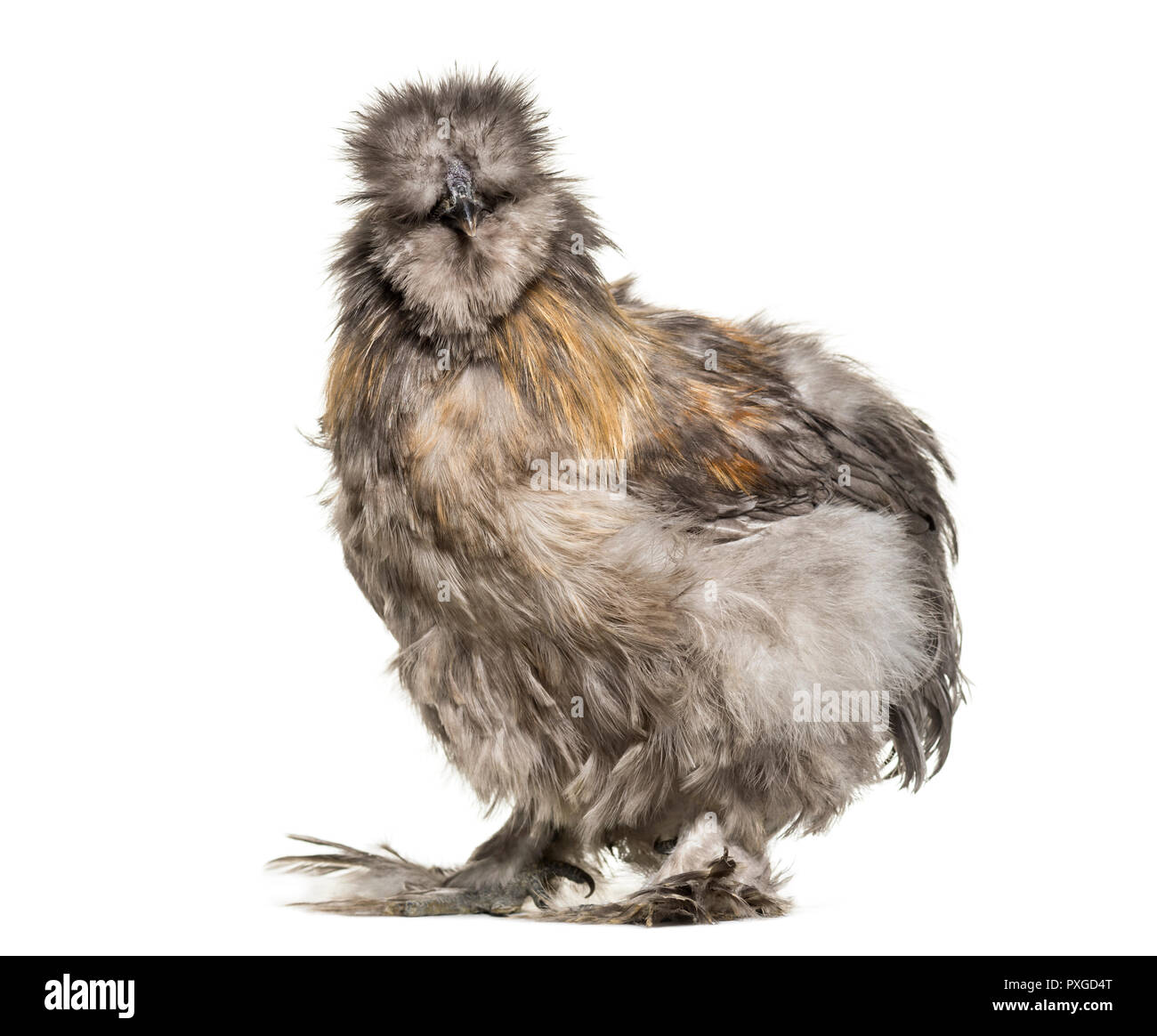 Silkie Henne, manchmal buchstabiert Seidig, vor weißem Hintergrund Stockfoto