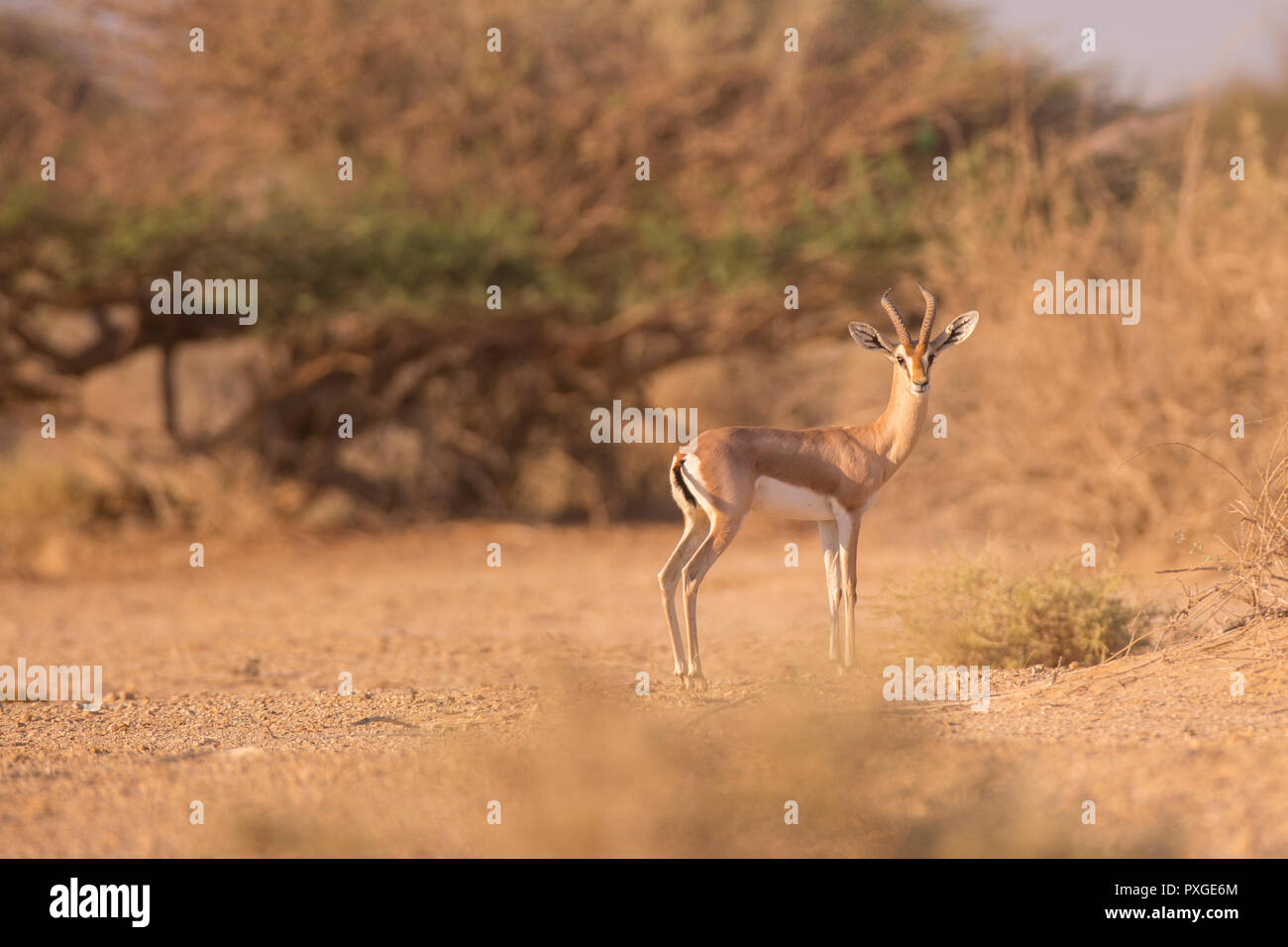Dorcas Gazelle (Gazella Dorcas), auch bekannt als Ariel Gazelle fotografiert in Israel im September Stockfoto
