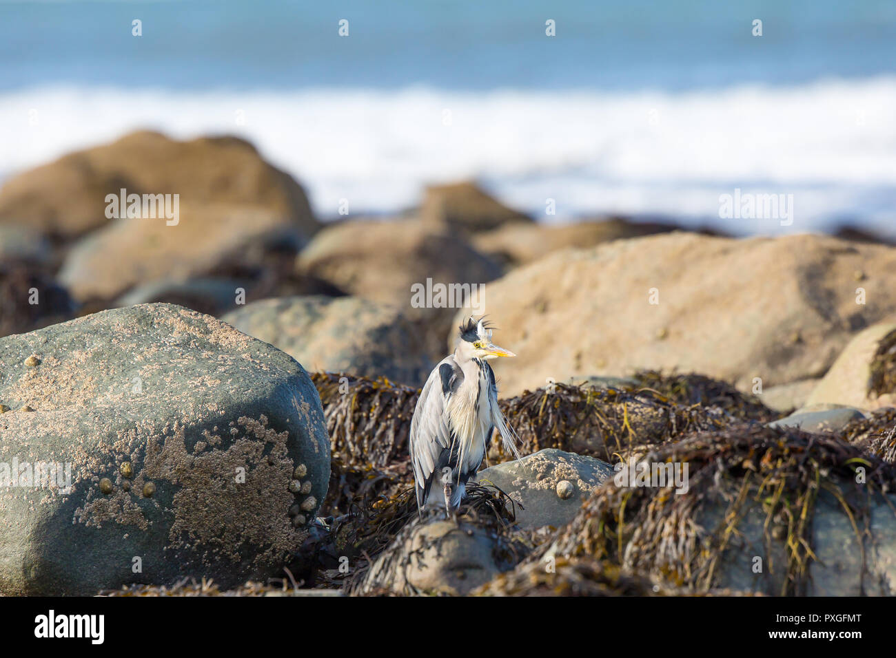 Wilder, britischer Graureihervogel (Ardea cinerea) isoliert am britischen Strand bei Herbstsonne auf Küstenfelsen, Federn ruffliert im Wind, auf der Suche. Stockfoto