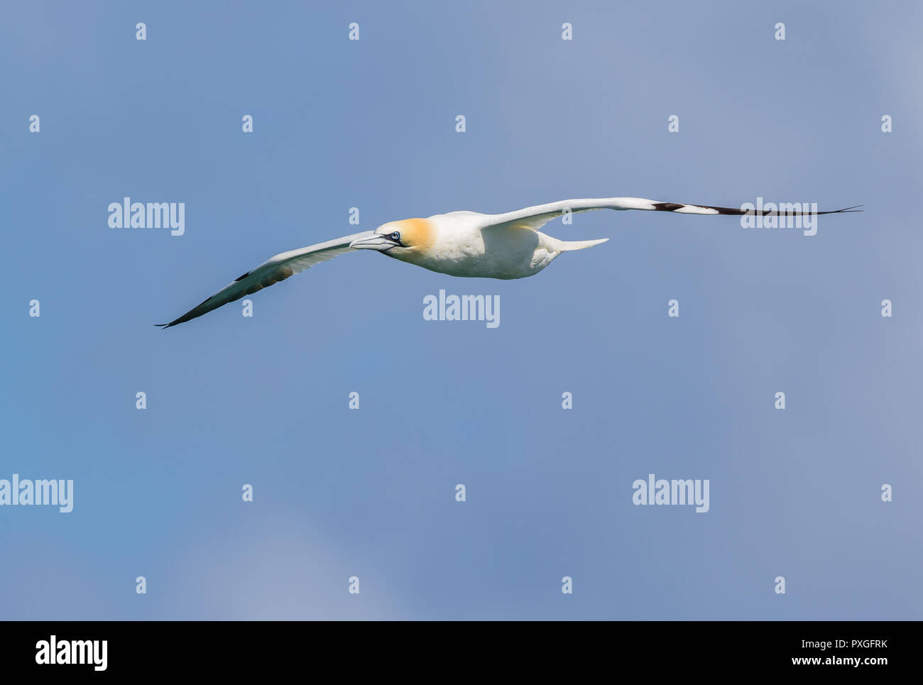 Nahaufnahme, Vorderansicht der britischen Nordgansschweine (Morus bassanus) im Flug, Flügel ausgebreitet, hoch in blauem Himmel über der Küste von Pembrokeshire. Stockfoto