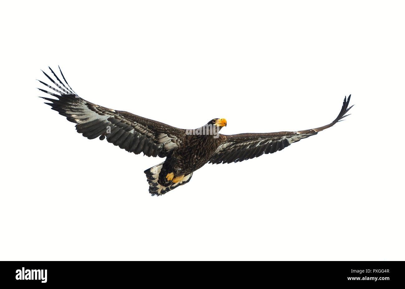 Kinder Steller Seeadler im Flug. Wissenschaftlicher Name: Haliaeetus pelagicus. Auf weiß isoliert. Weißer Hintergrund. Stockfoto