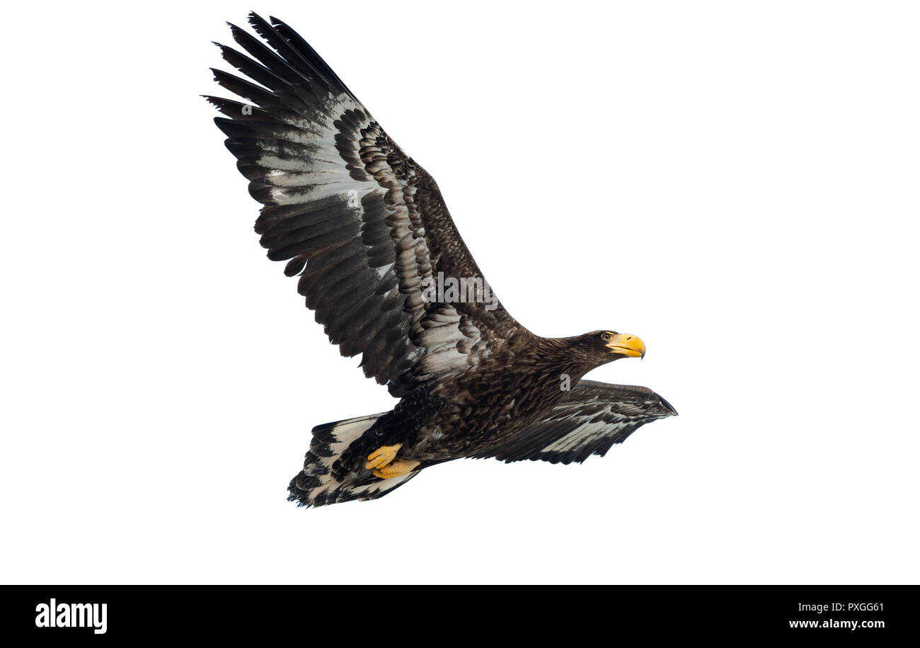 Kinder Steller Seeadler im Flug. Wissenschaftlicher Name: Haliaeetus pelagicus. Auf weiß isoliert. Weißer Hintergrund. Stockfoto