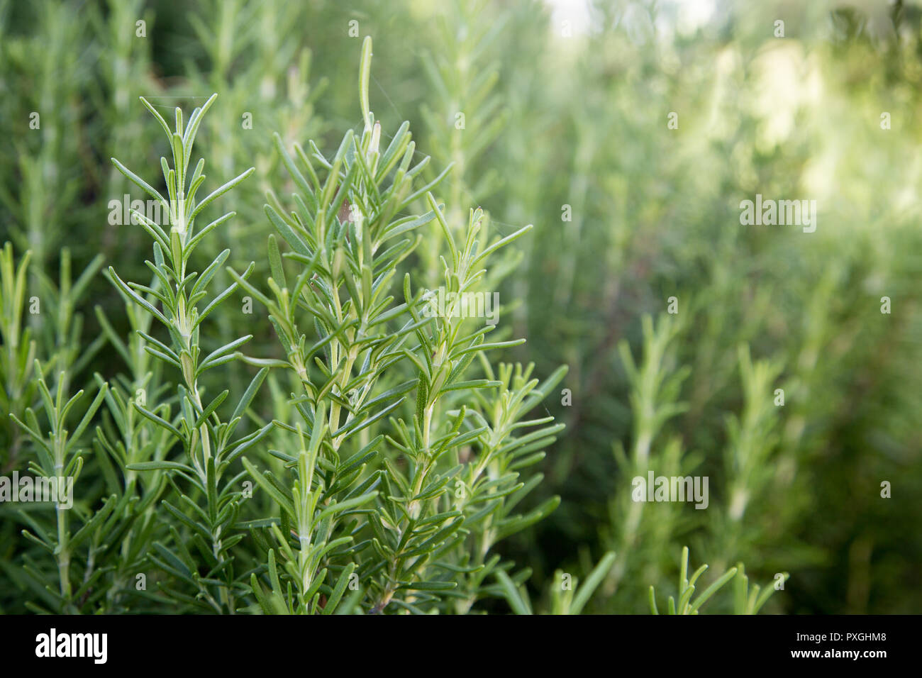 Frischem Rosmarin Kräuter wachsen im Freien. Rosmarin Kräutergarten. Stockfoto