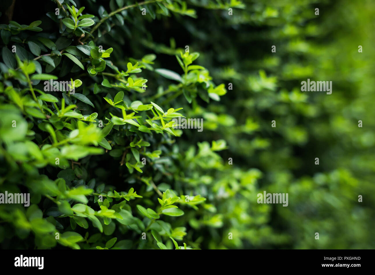 Grüne Blätter Hintergrund. Grünes Blatt Muster Hintergrund, natürliche Hintergrund/ Stockfoto