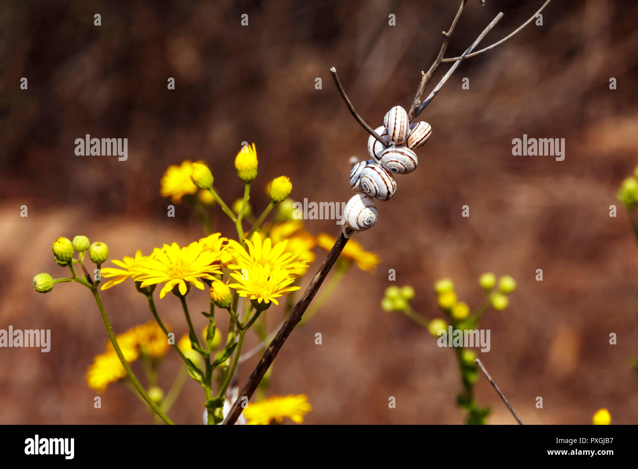 Ein paar Schnecken auf einem trockenen Zweig auf einen unscharfen Hintergrund. Stockfoto