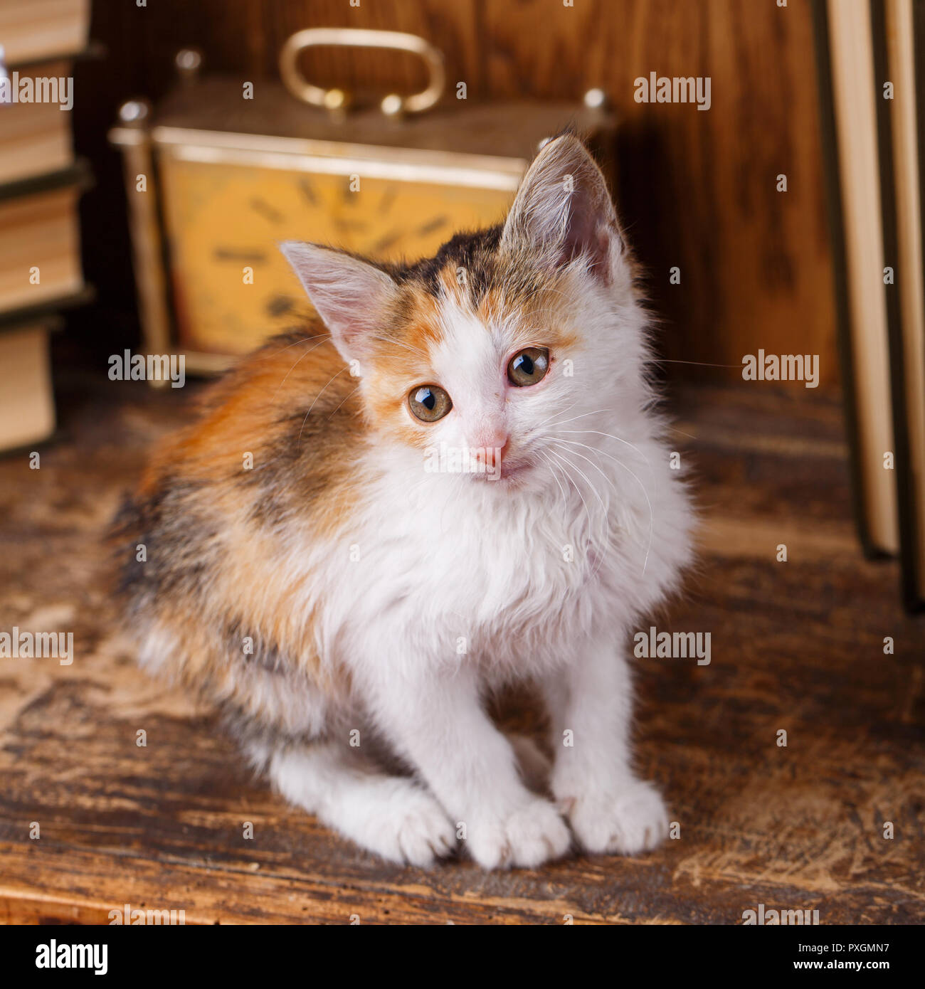 Die Katze auf dem Bücherregal. Wenig verspieltes Kätzchen. Stockfoto