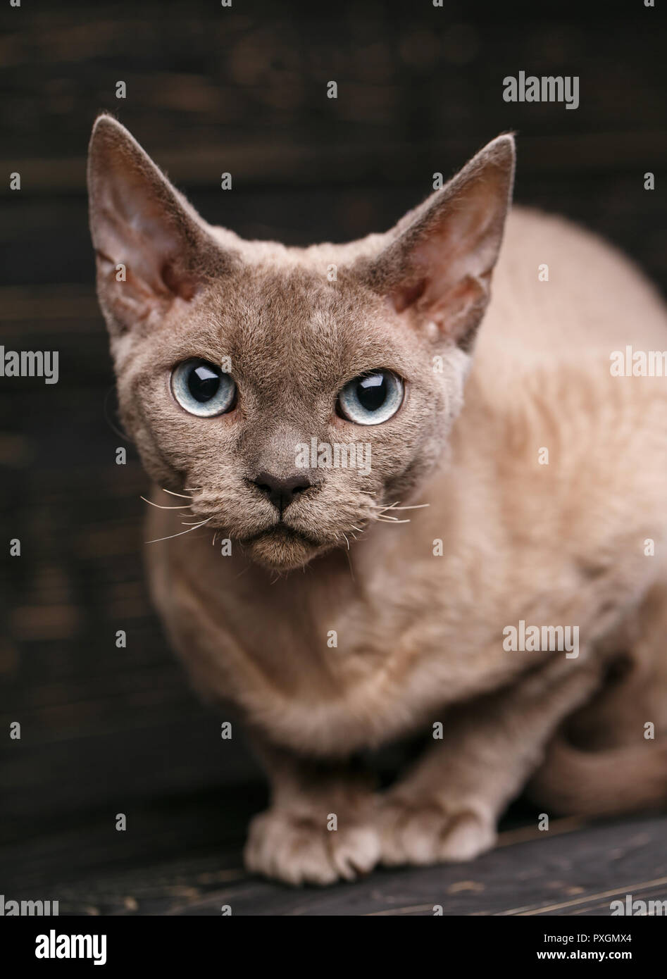 Schöne große reinrassige Devon Rex Katze portrait Stockfoto